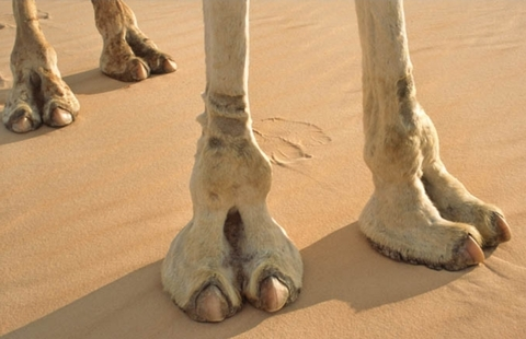 Header of cameltoes